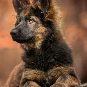 Meet your Posher, Timothy